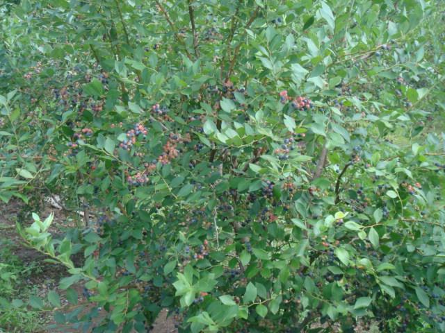 DSC04444.jpg