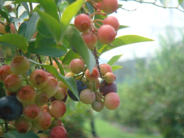DSC04446.jpg