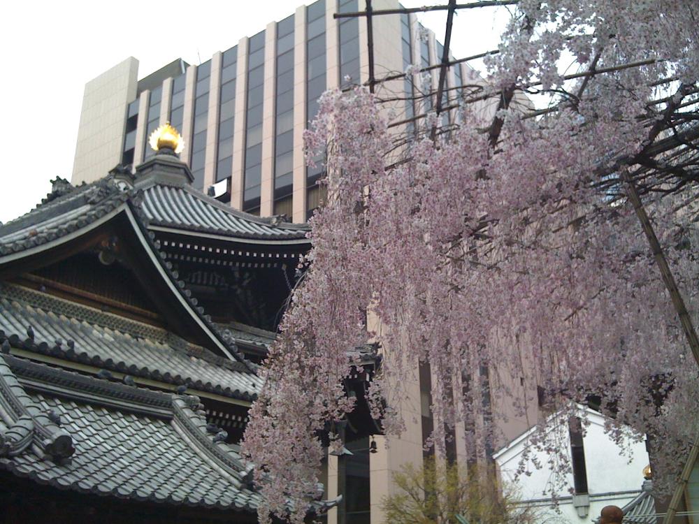六角堂と桜.jpg