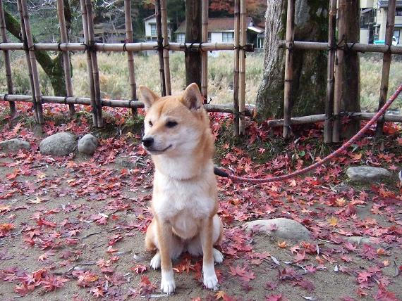 紅葉ミン.jpg