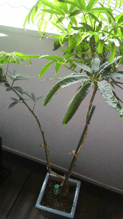 2012083006270000.jpg
