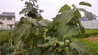 2012090606210000.jpg