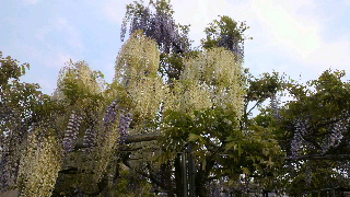 2013050601310003.jpg