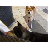 ジャズドリーム長島2