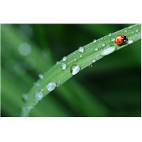 ladybug-574971_960_720.jpg