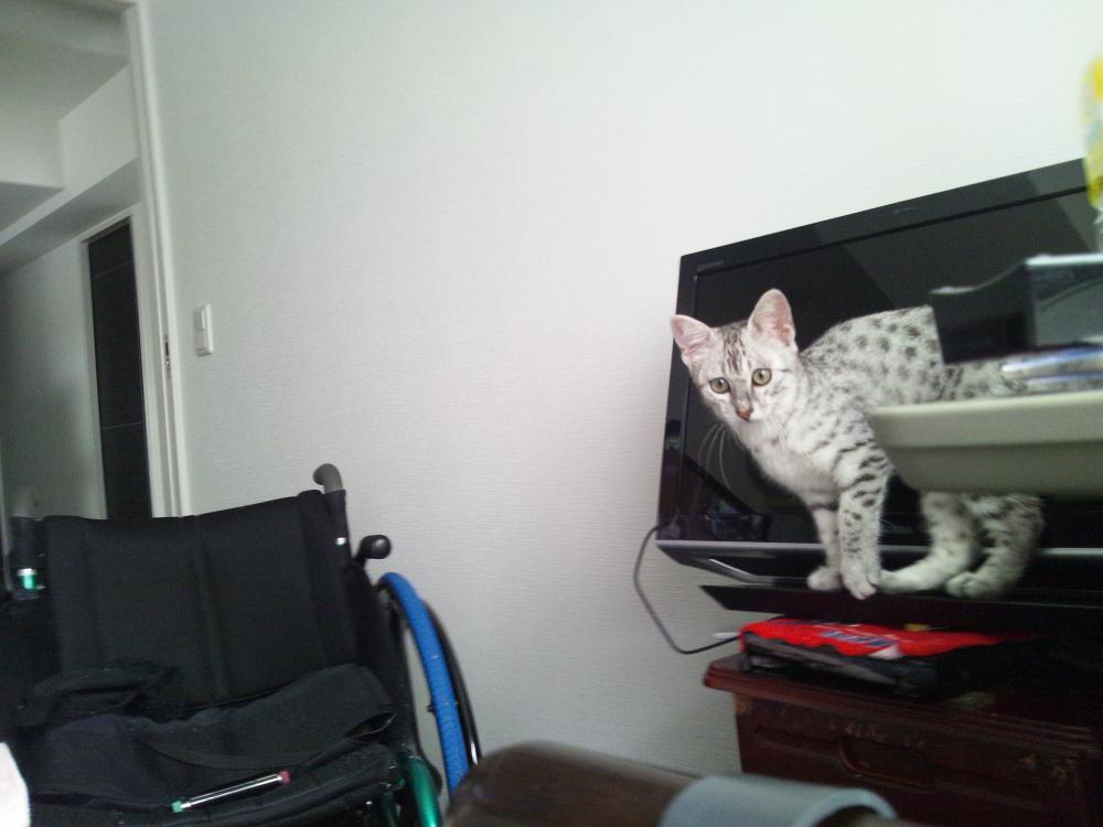 獲物を見つめるVIE