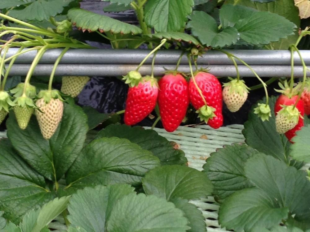 イチゴ狩り (2).jpg