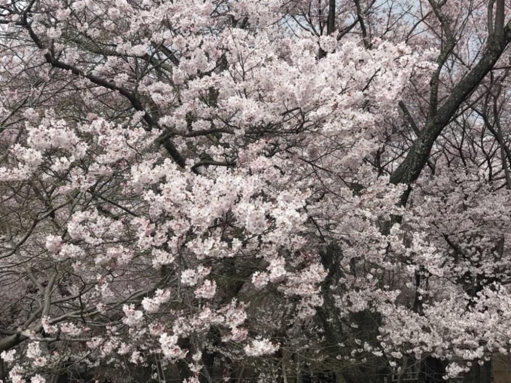 １桜.jpg