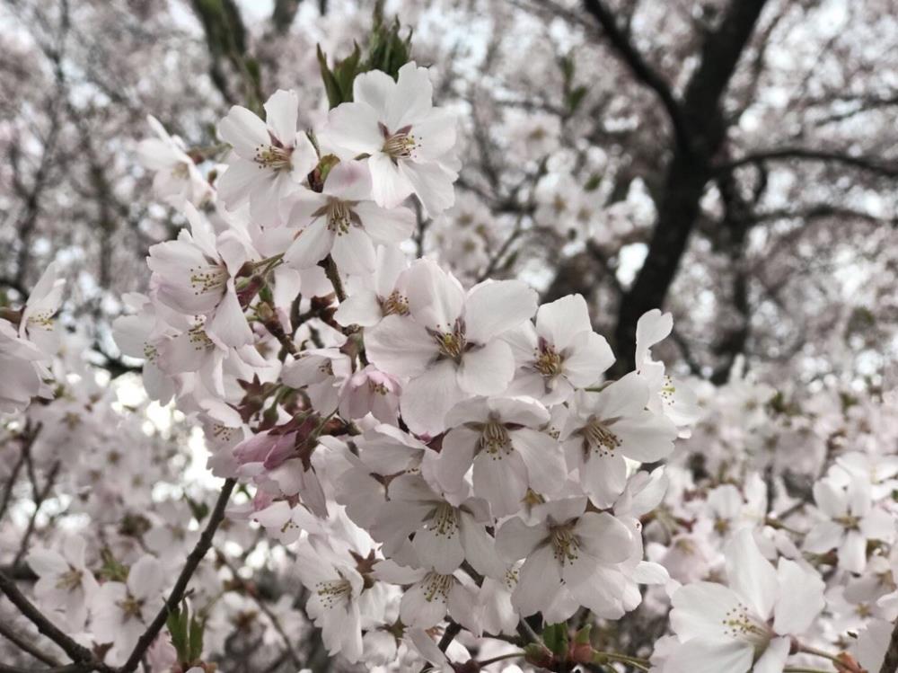 ３桜.jpg